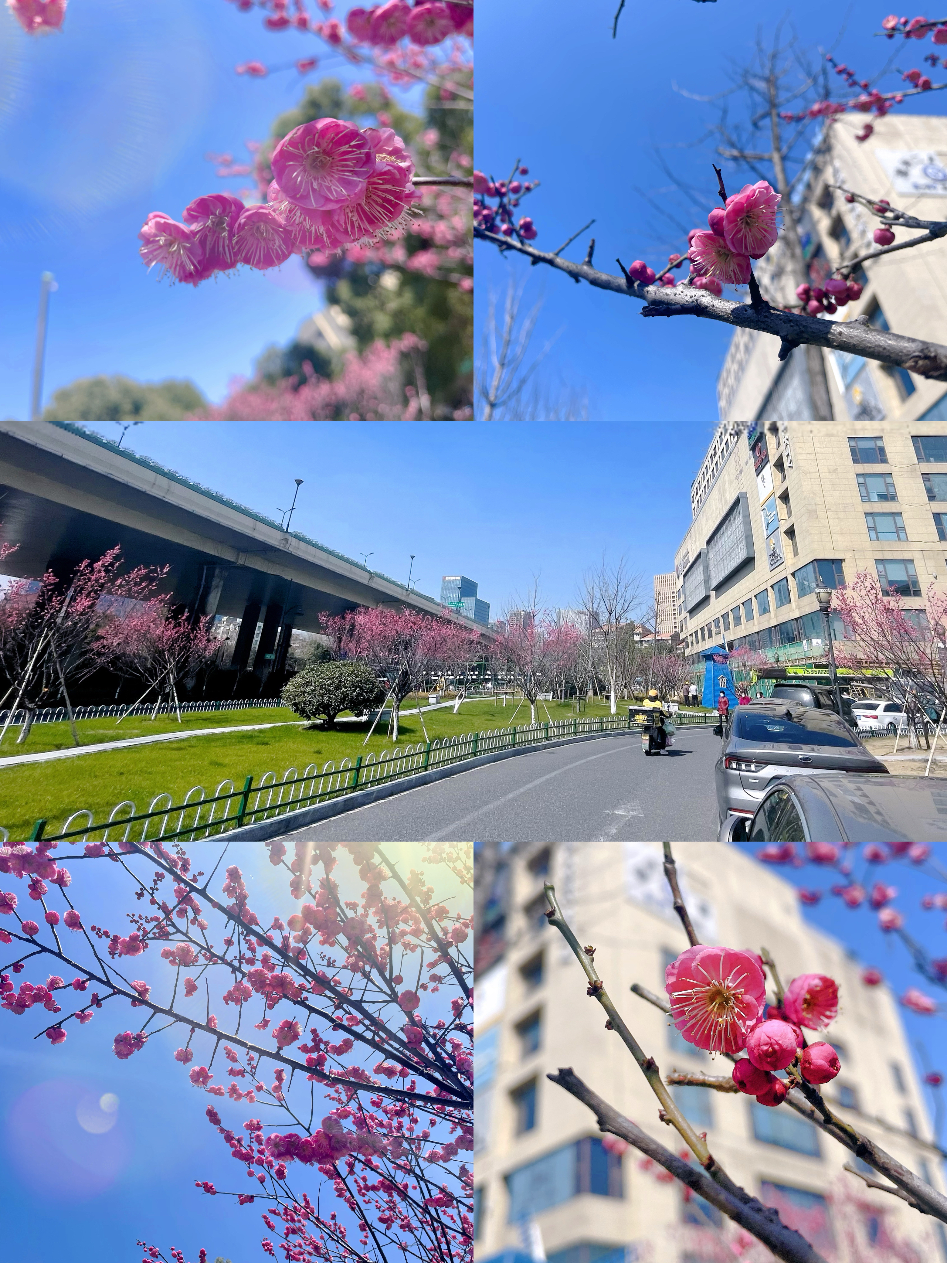 梅花香自苦寒來(lái)，向陽(yáng)開(kāi)放活力滿