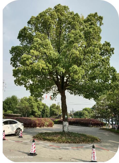 補(bǔ)充營養(yǎng)，香樟樹“打點(diǎn)滴”